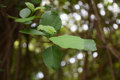 Cordia dentata