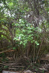 Cordia dentata