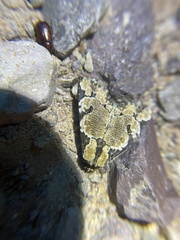 Stibaera