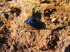 Phanaeus furiosus
