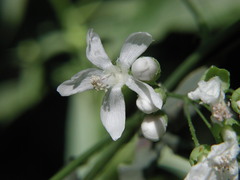 Ripariosida hermaphrodita