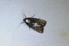 Bryolymnia semifascia