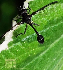 Salpingogaster nigra