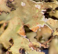 Tuckermanopsis ciliaris