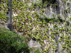 Tillandsia machupicchuensis