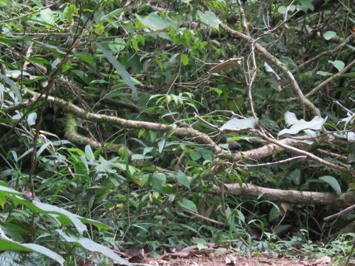 Black-throated Antbird (Myrmophylax atrothorax), photo 2