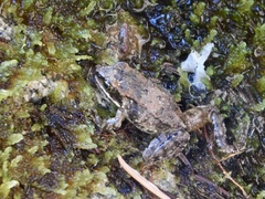 Rana cascadae
