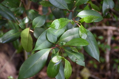 Magnoliopsida