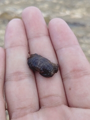 Actaeodes tomentosus