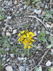 Erysimum perenne