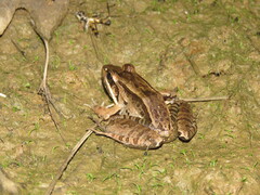 Leptodactylus bolivianus