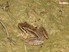 Leptodactylus bolivianus