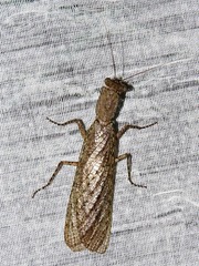 Tarachodes sanctus