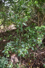 Magnoliopsida