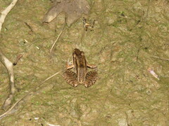 Leptodactylus bolivianus