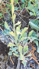 Antennaria argentea