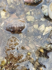 Actaeodes tomentosus