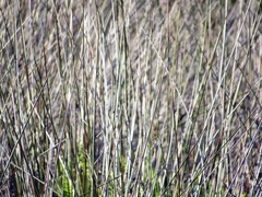 Juncus roemerianus