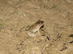 Leptodactylus intermedius