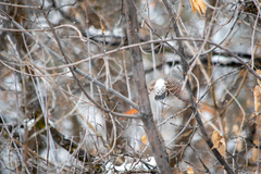 Colaptes auratus cafer