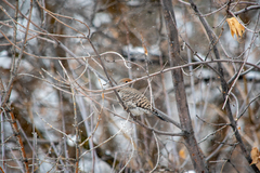 Colaptes auratus cafer