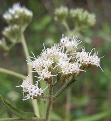 Eupatorium linearifolium