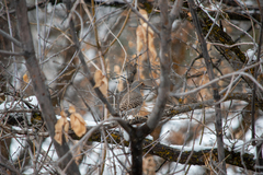 Colaptes auratus cafer