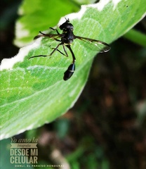 Salpingogaster nigra
