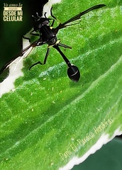 Salpingogaster nigra
