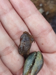 Actaeodes tomentosus