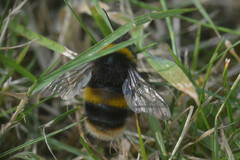 Bombus terrestris audax