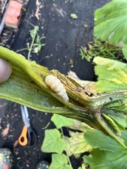 Eichlinia cucurbitae