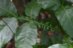 Melicoccus bijugatus