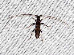 Trichopsathyrus modestus