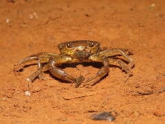Dilocarcinus pagei