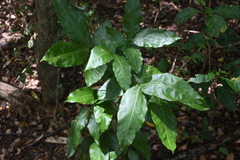 Melicoccus bijugatus