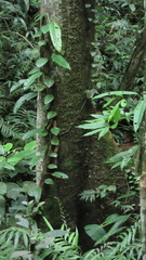 Virola multiflora
