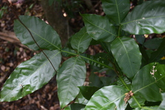 Melicoccus bijugatus