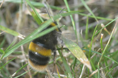 Bombus terrestris audax