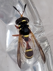 Polybiomyia