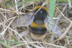 Bombus terrestris audax