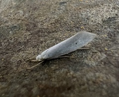 Eucalantica polita