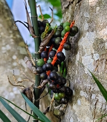 Chamaedorea seifrizii