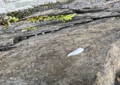 Eucalantica polita