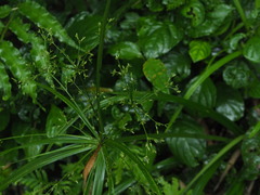 Cyperus diffusus