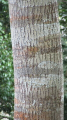 Calophyllum brasiliense