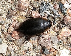 Rhantus binotatus