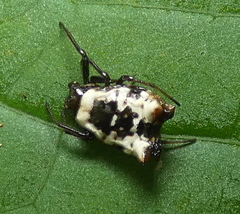 Micrathena patruelis