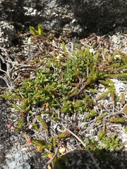 Harrimanella hypnoides