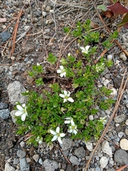 Arenaria oresbia